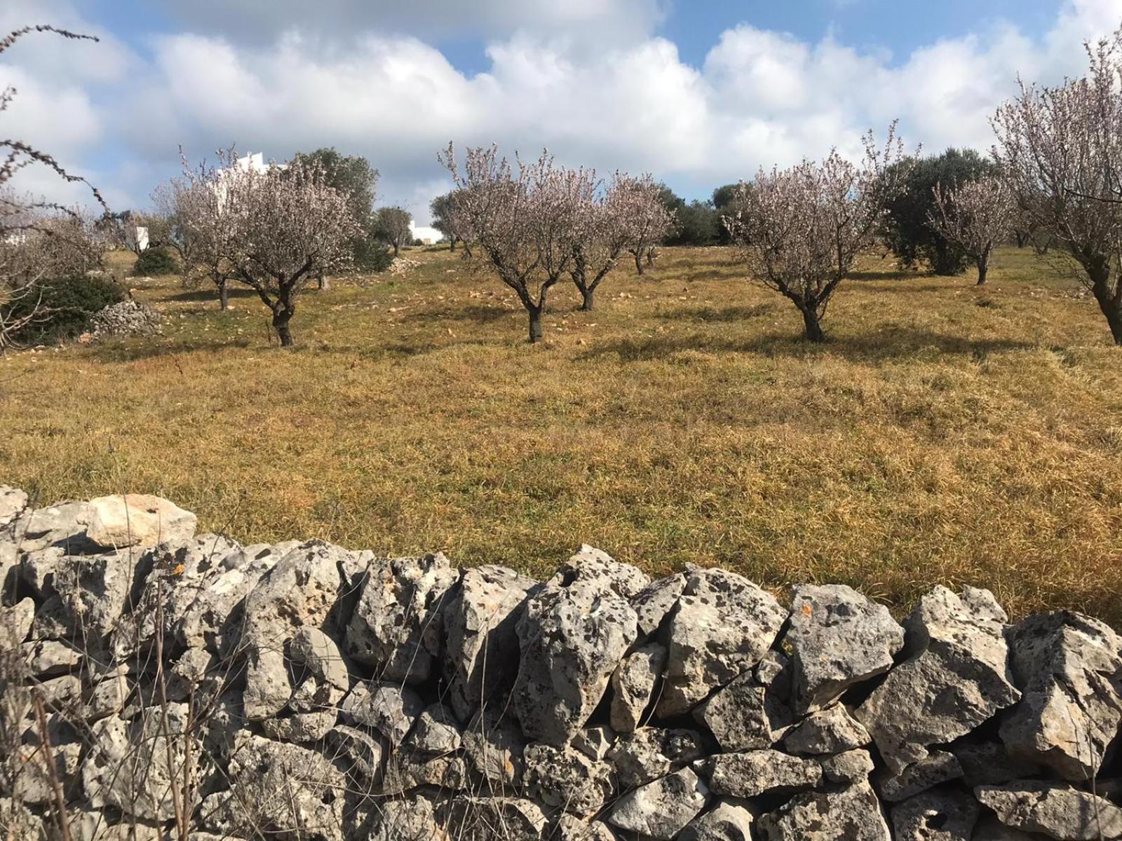 Apartament Piccolo Trullo Ostunese Le Jardin De Sophie' Ostuni Zewnętrze zdjęcie