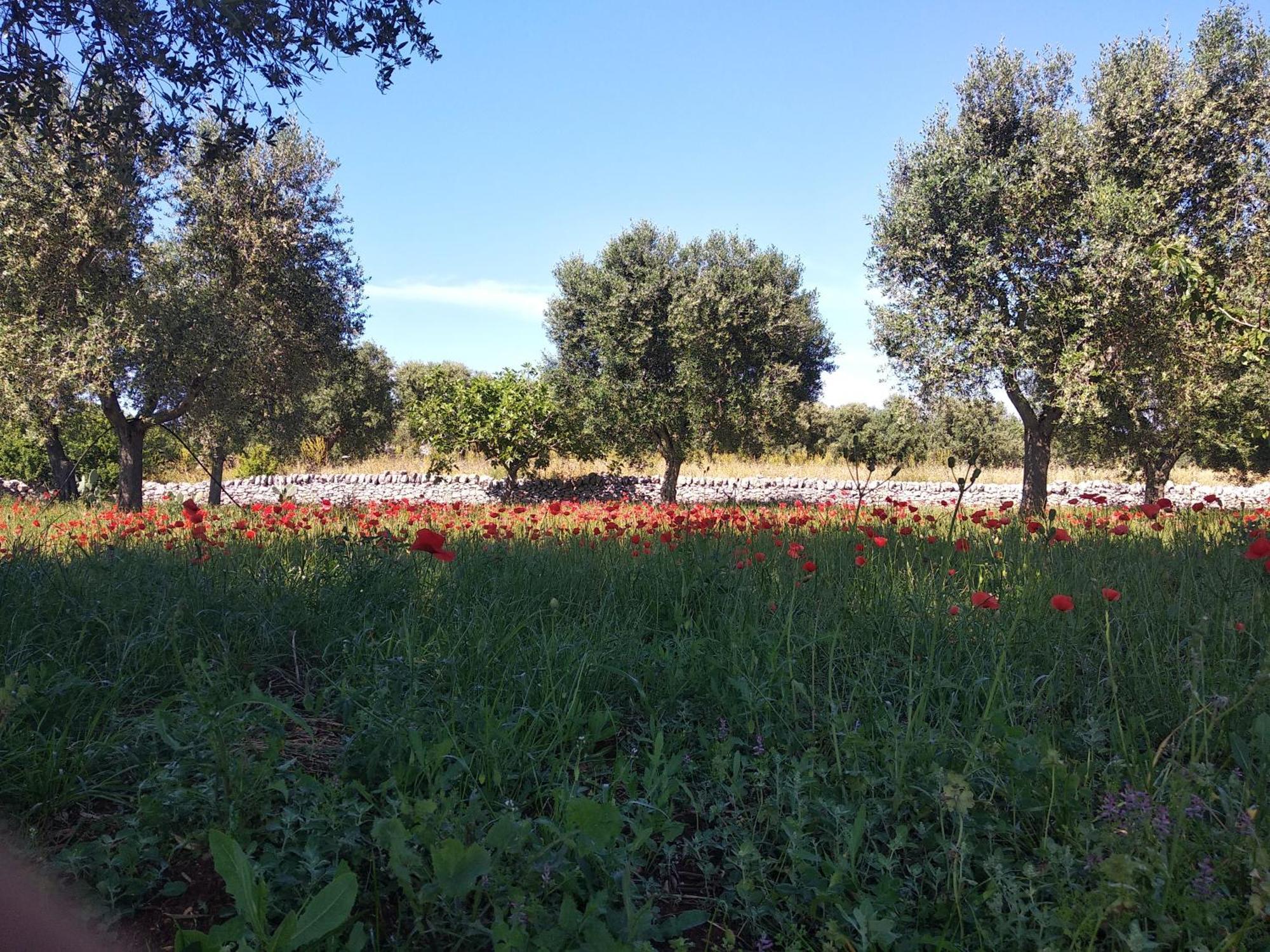 Apartament Piccolo Trullo Ostunese Le Jardin De Sophie' Ostuni Zewnętrze zdjęcie