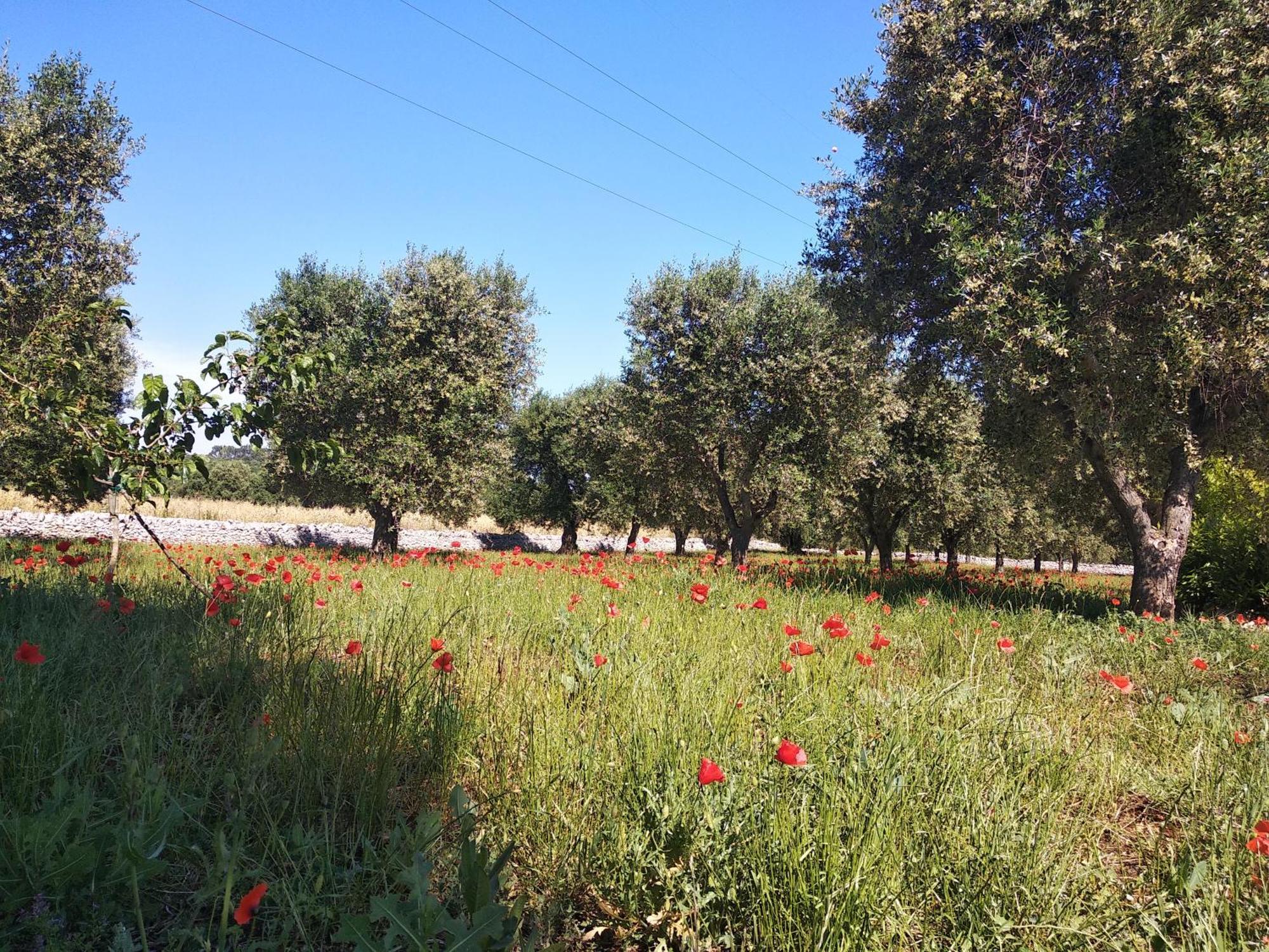 Apartament Piccolo Trullo Ostunese Le Jardin De Sophie' Ostuni Zewnętrze zdjęcie